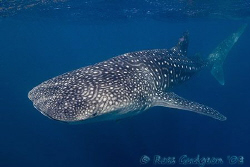 Whale Shark.  Ningaloo Reef, Western Australia.  Canon 20... by Ross Gudgeon 